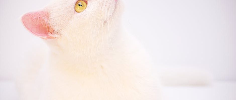 英超盘口全解析：掌握足球賭盤的秘訣